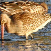 Bar-tailed Godwit